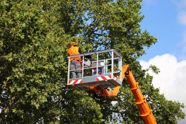 Tree Branch Trimming in Mackinac Island, MI